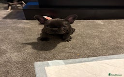 French Bulldog dogs for sale: French bull dog girl for sale - Image 1