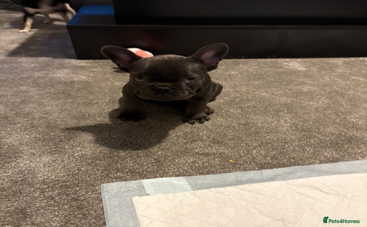 French Bulldog dogs - Advert 2