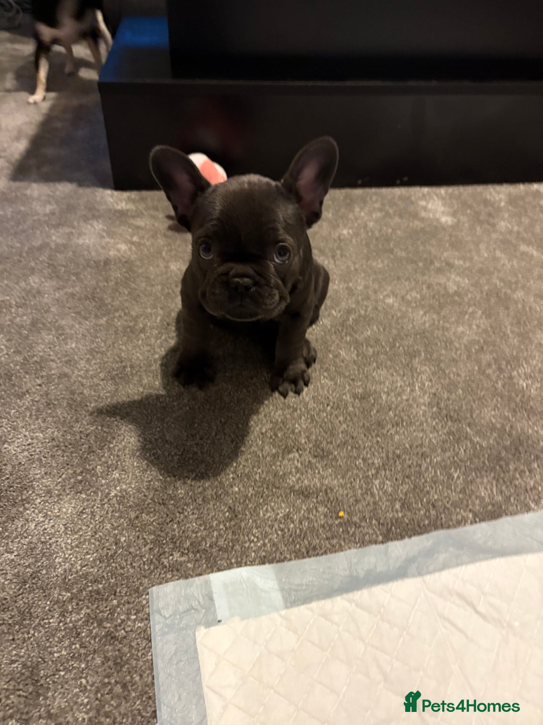 French Bulldog dogs for sale: French bull dog girl for sale - Image 1