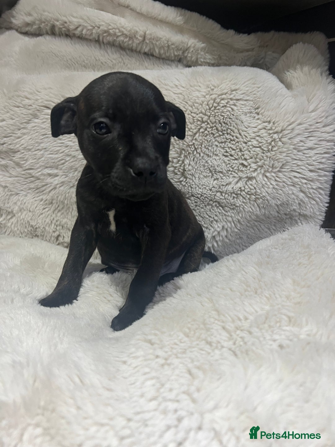 Staffordshire Bull Terrier dogs for sale: Brindle Stafford puppies 🐾🧡🖤 - Advert 7