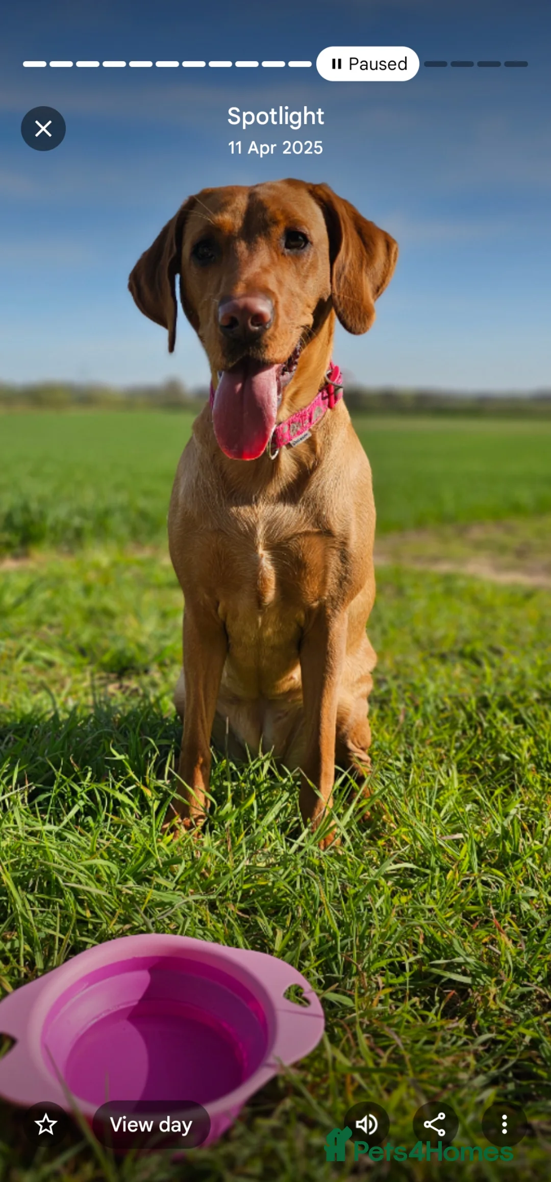 Labrador Retriever dogs for sale: Absolutely stunning kc registered fox red pups - Advert 2