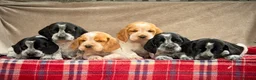 Bocker dogs for sale: STUNNING COCKER X BEAGLE PUPPIES  - Advert 4