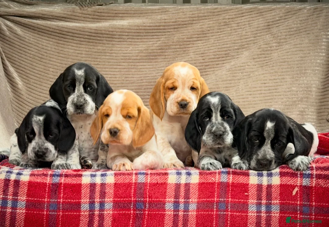 Bocker dogs for sale: STUNNING COCKER X BEAGLE PUPPIES  - Advert 4