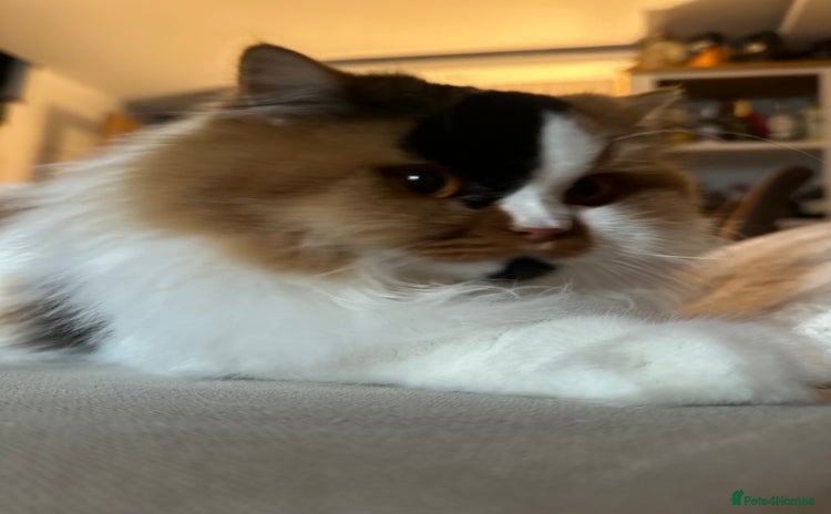 British Longhair cats - Advert 4