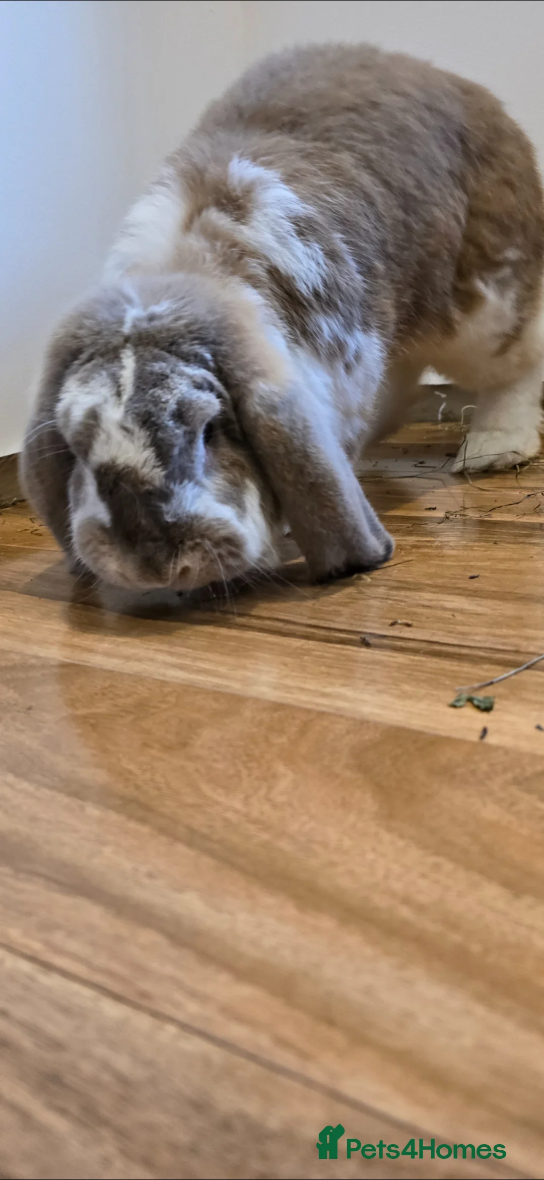 French Lop rabbits for sale: French Lops ready for new home ;) - Advert 18