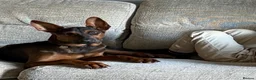 Chinese Red Dog dogs for sale: Chinese red dog 5 months old in Reading - Advert 4