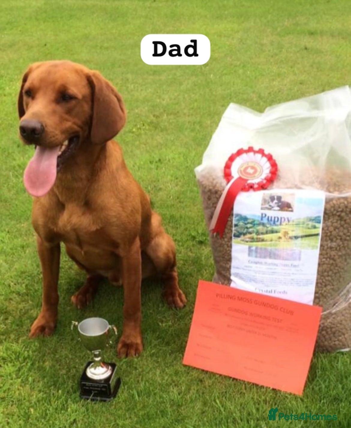 Labrador Retriever dogs for sale: Follow your pups journey from birth ❤️ - Advert 11
