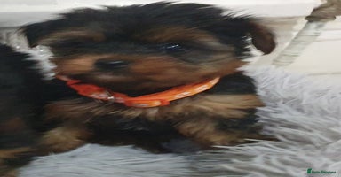 Yorkshire Terrier dogs Yorkshire terrier puppies  - Advert 14