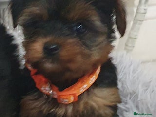 Yorkshire Terrier dogs - Advert 2