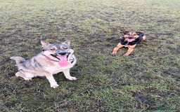 Siberian Husky dogs for stud: Looking for her man - Image 3
