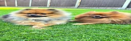 Pomeranian dogs for stud: Charlie – KC Registered Proven Pomeranian Stud - Advert 3