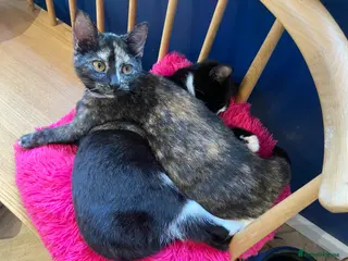 British Shorthair cats Loving young cats ready for their forever homes - Advert 1