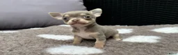Chihuahua dogs for sale: 🐶Tiny exquisite RARE blue, Lilac & Chocolate Tri  - Advert 14