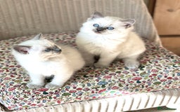 Ragdoll cats for sale:  Beautiful Blue colour point Ragdoll kittens   - Image 7