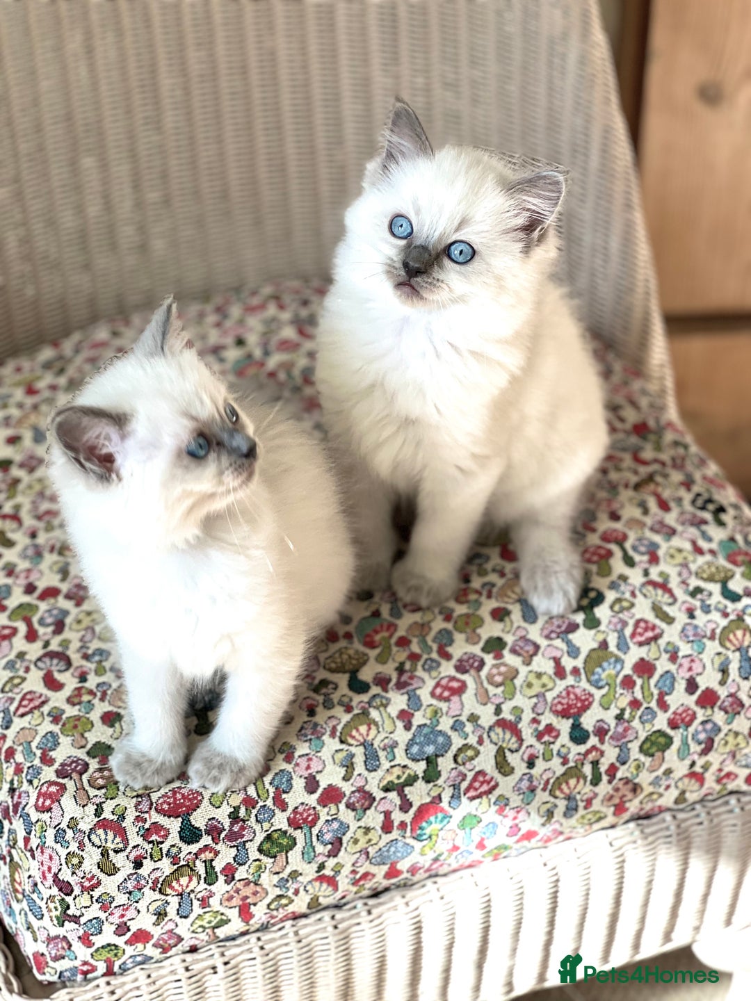 Ragdoll cats for sale:  Beautiful Blue colour point Ragdoll kittens   - Image 7
