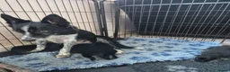 Mixed Breed dogs for sale: Kelpie cross collie puppies  - Advert 2