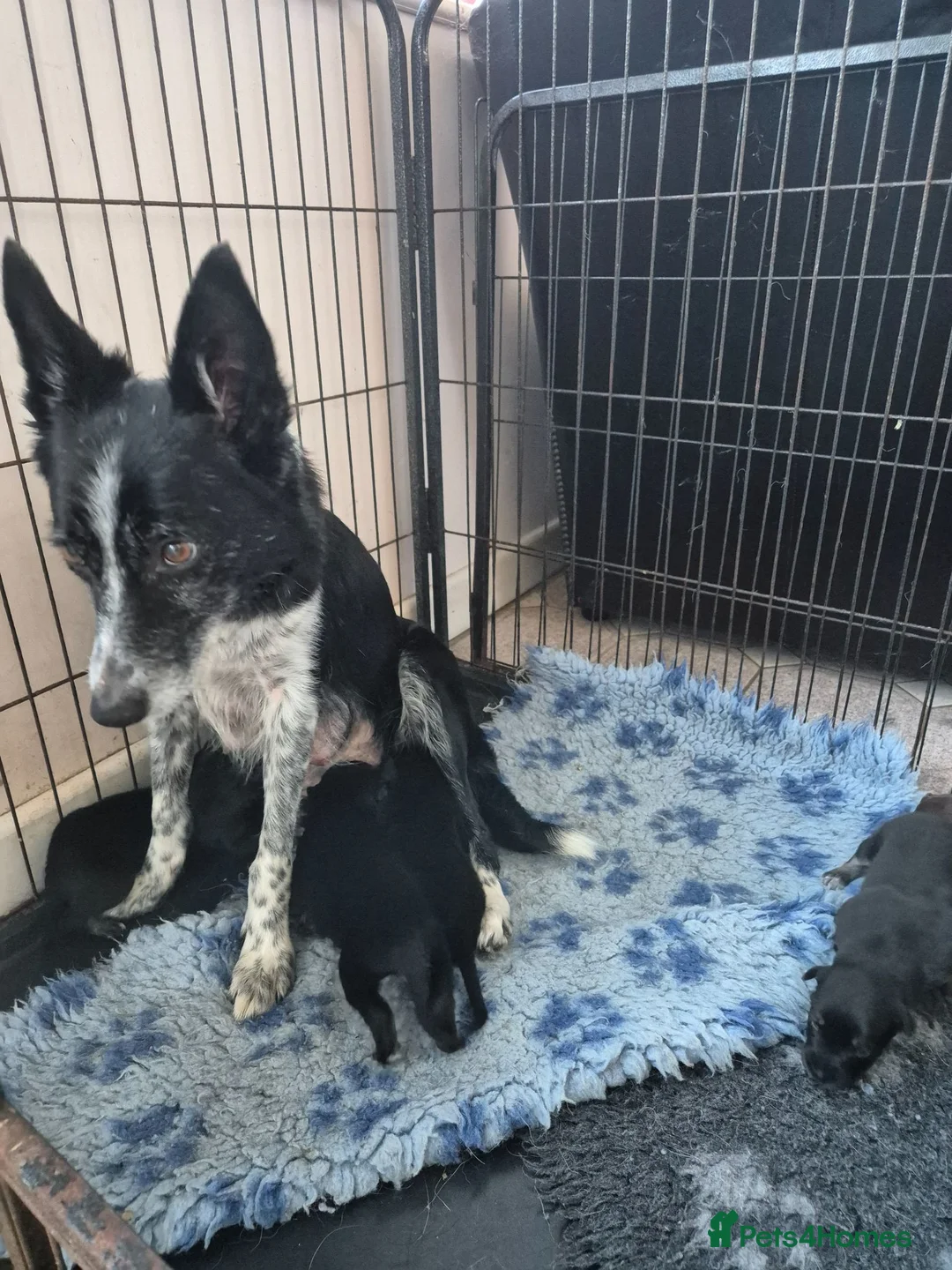 Mixed Breed dogs for sale: Kelpie cross collie puppies  - Advert 2