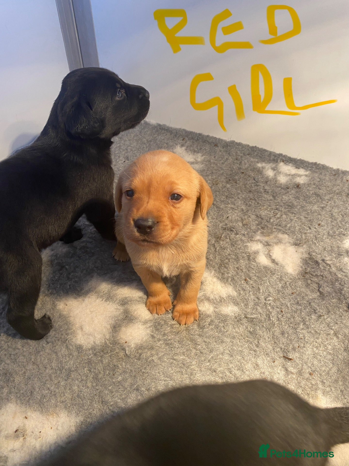 Labrador Retriever dogs KC REG Yellow/fox red and Black Labrador puppies  - Advert 2