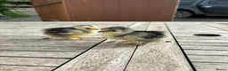 Chickens poultry for sale: PEKIN CHICKS - Advert 1