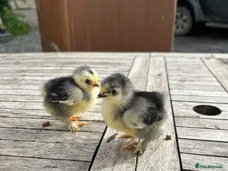 Chickens poultry for sale: PEKIN CHICKS - Advert 3