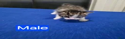 Mixed Breed cats for sale: Kittens 2 Male 1 Female in Chesterfield - Advert 10
