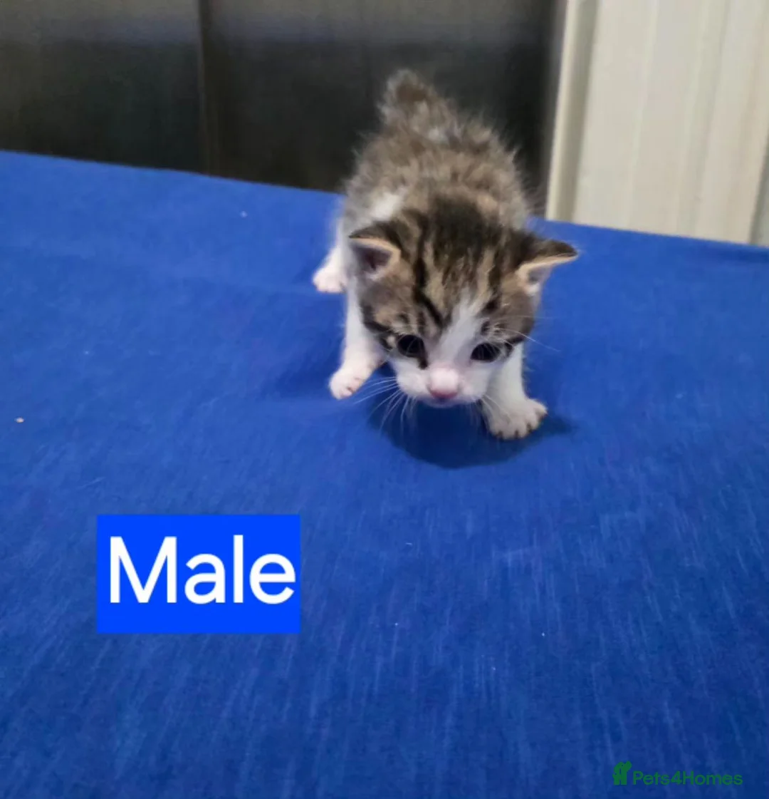 Mixed Breed cats for sale: Kittens 2 Male 1 Female in Chesterfield - Advert 10