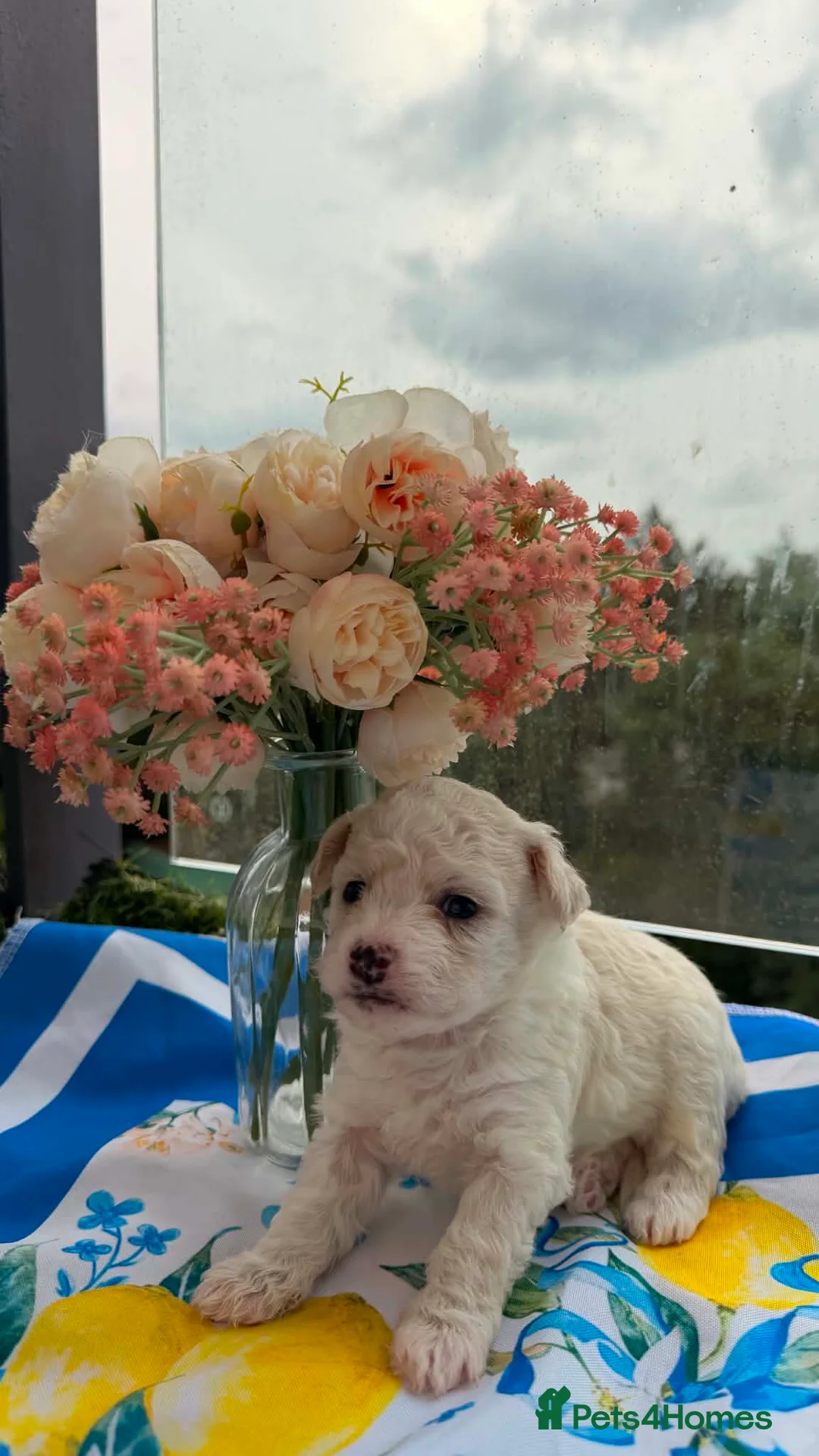 Bichon Frise dogs for sale: 4 Beautiful Bichon Frise Boys Ready Soon - Advert 2
