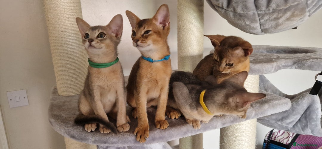 Abyssinian cats for sale: Pure Abyssinian kittens ❤️Ready to go 😍  - Image 25