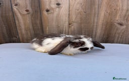 Mini Lop rabbits for sale: Gorgeous mini lop babies  - Image 5