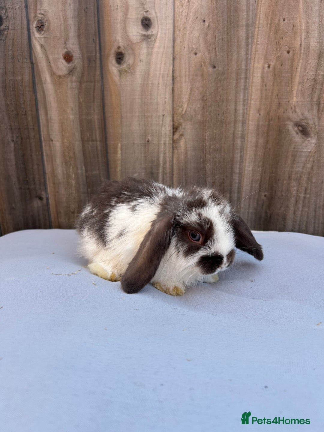 Mini Lop rabbits for sale: Gorgeous mini lop babies  - Image 5