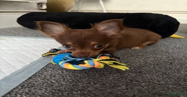 Chihuahua dogs - Advert 2