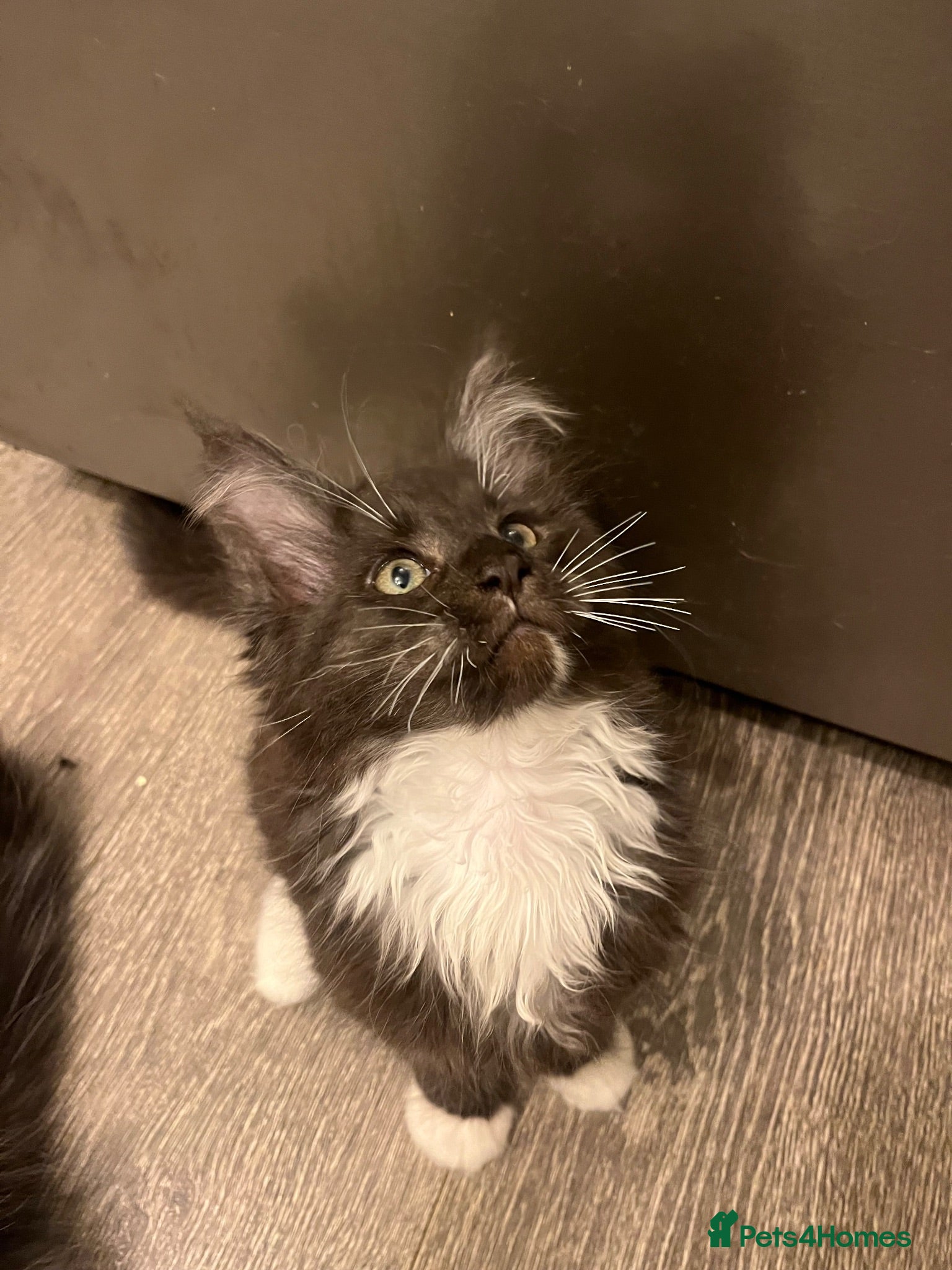 Maine Coon cats Mainecoon babies ready now  final reduction  - Advert 14