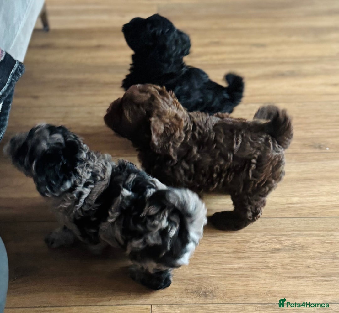 Shihpoo dogs for sale: Ready now Stunning Shihpoo puppies - Image 5