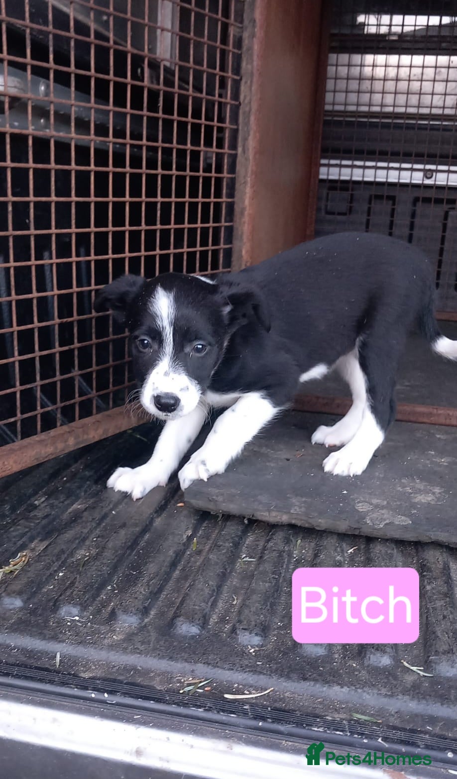 Border Collie dogs Border Collie Pups - Advert 1