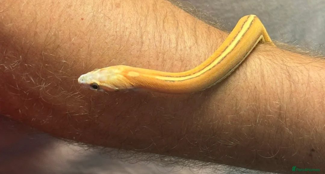 Corn Snake reptiles for sale: Mix of corn snakes for sale! - Advert 6