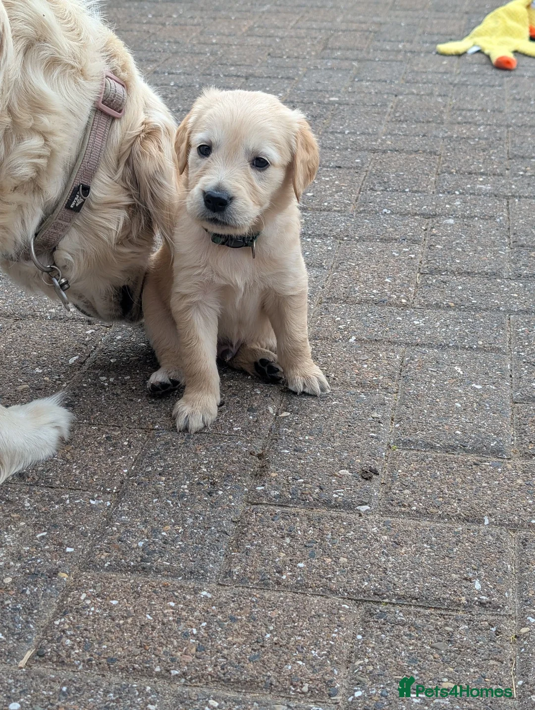 Golden Retriever dogs for sale: Golden retriever puppies  - Advert 2