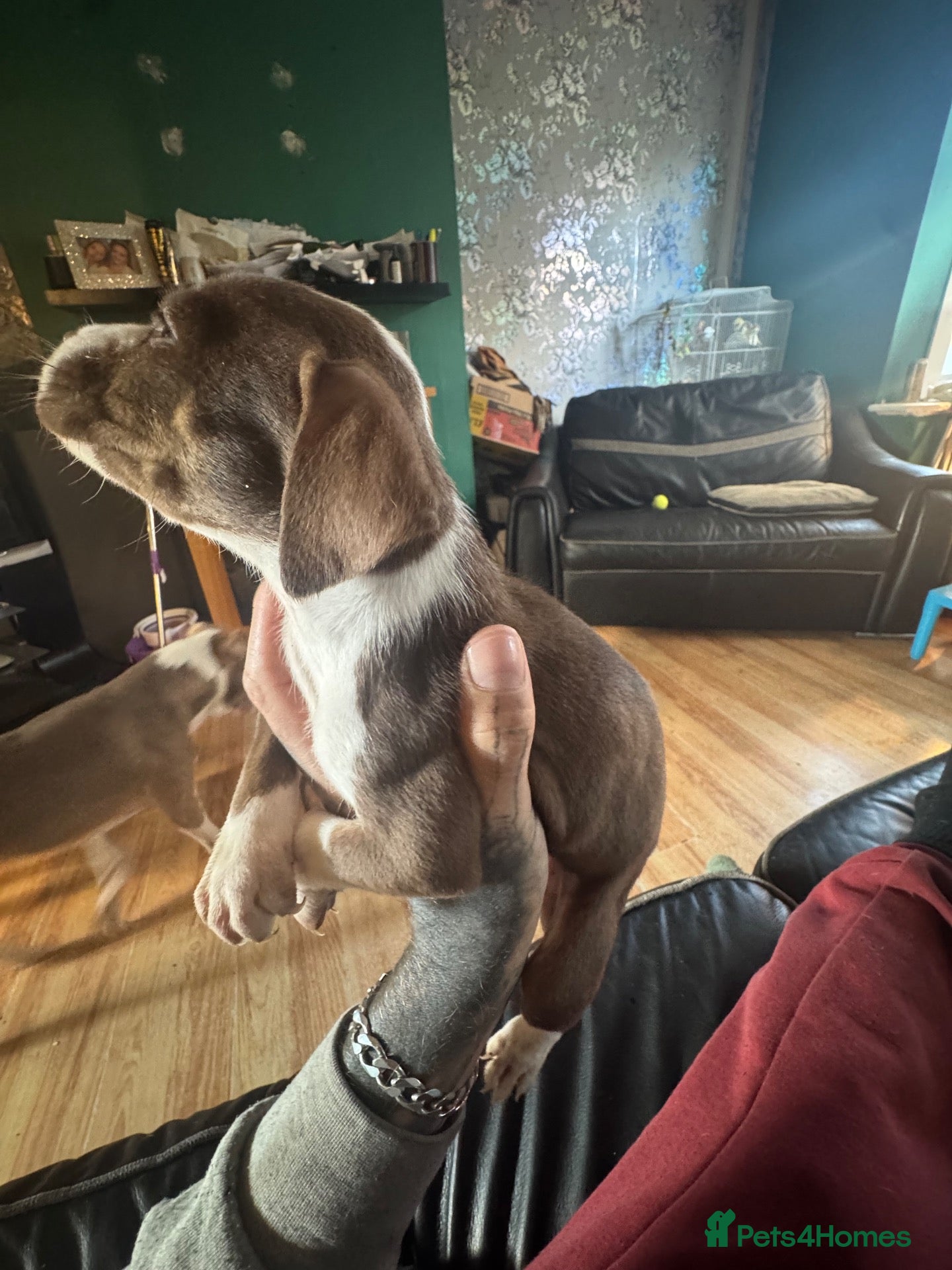 Mixed Breed dogs for sale: American bulldog puppys - Advert 1