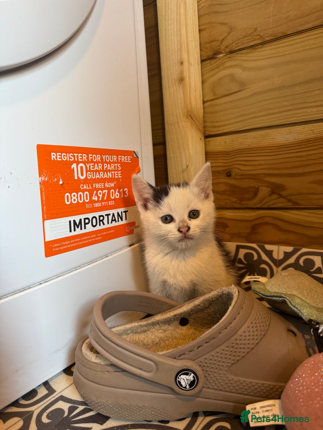 Mixed Breed cats for sale: Two beautiful fluffy girls kittens  - Image 10