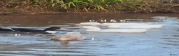 Ducks poultry for sale: Various Ducks for sale in Gloucester - Advert 4