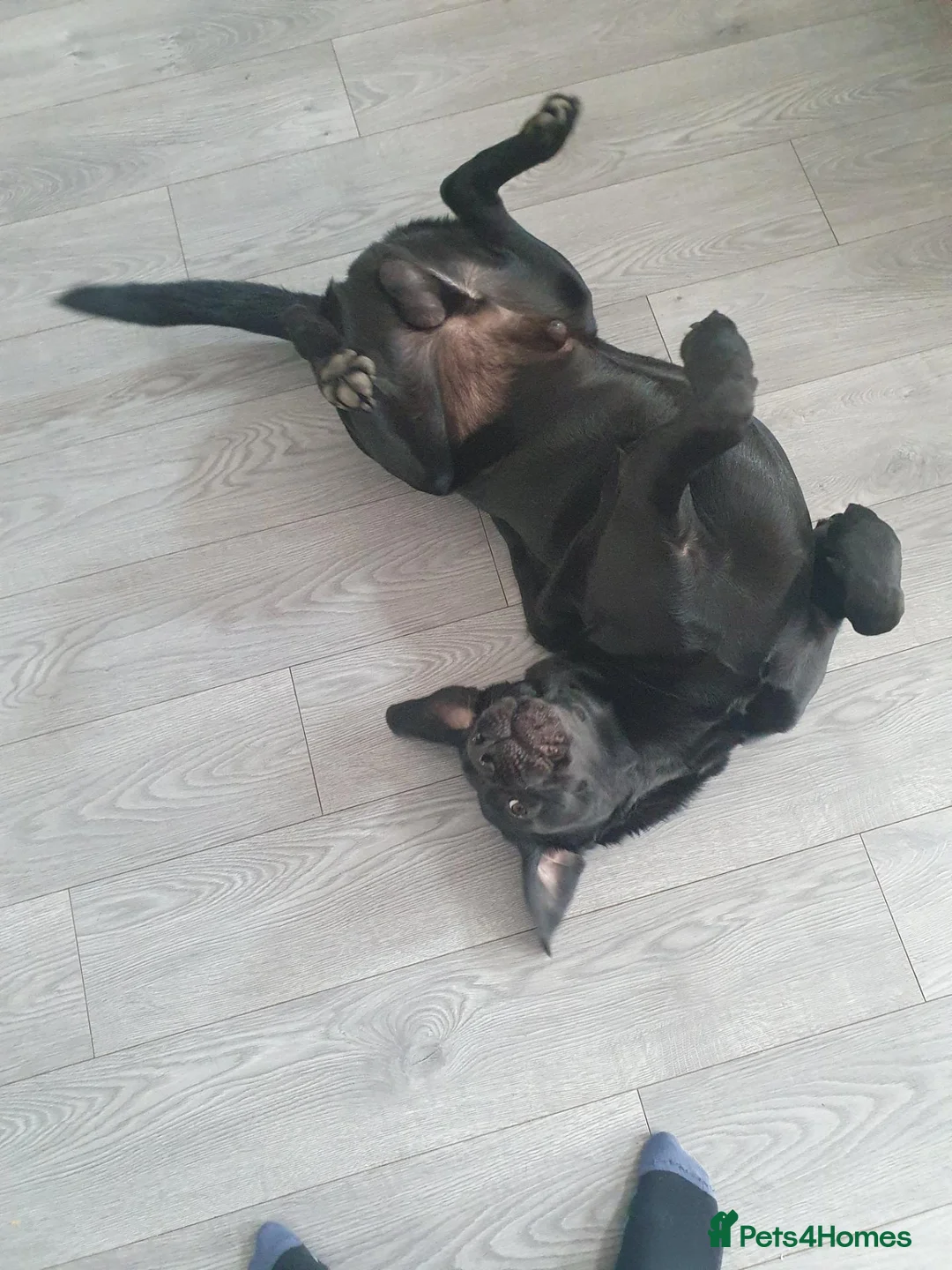 Labrador Retriever dogs for sale: 3 Labradors for sale in Wigan - Advert 4