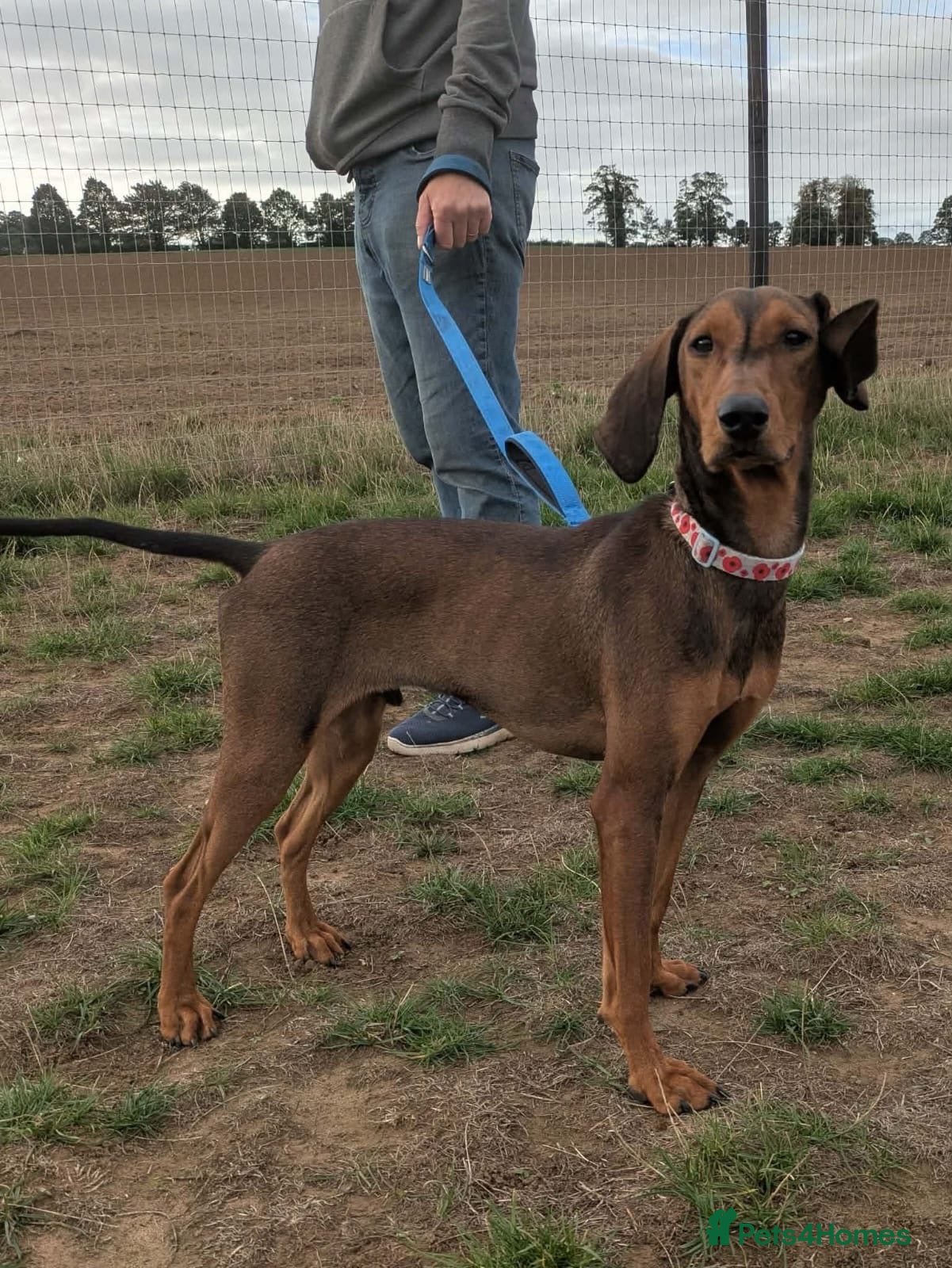 Mixed Breed dogs 🐾 Meet James — Jamie to his friends ❤️ - Advert 14
