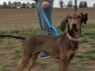 Mixed Breed dogs 🐾 Meet James — Jamie to his friends ❤️ - Advert 14
