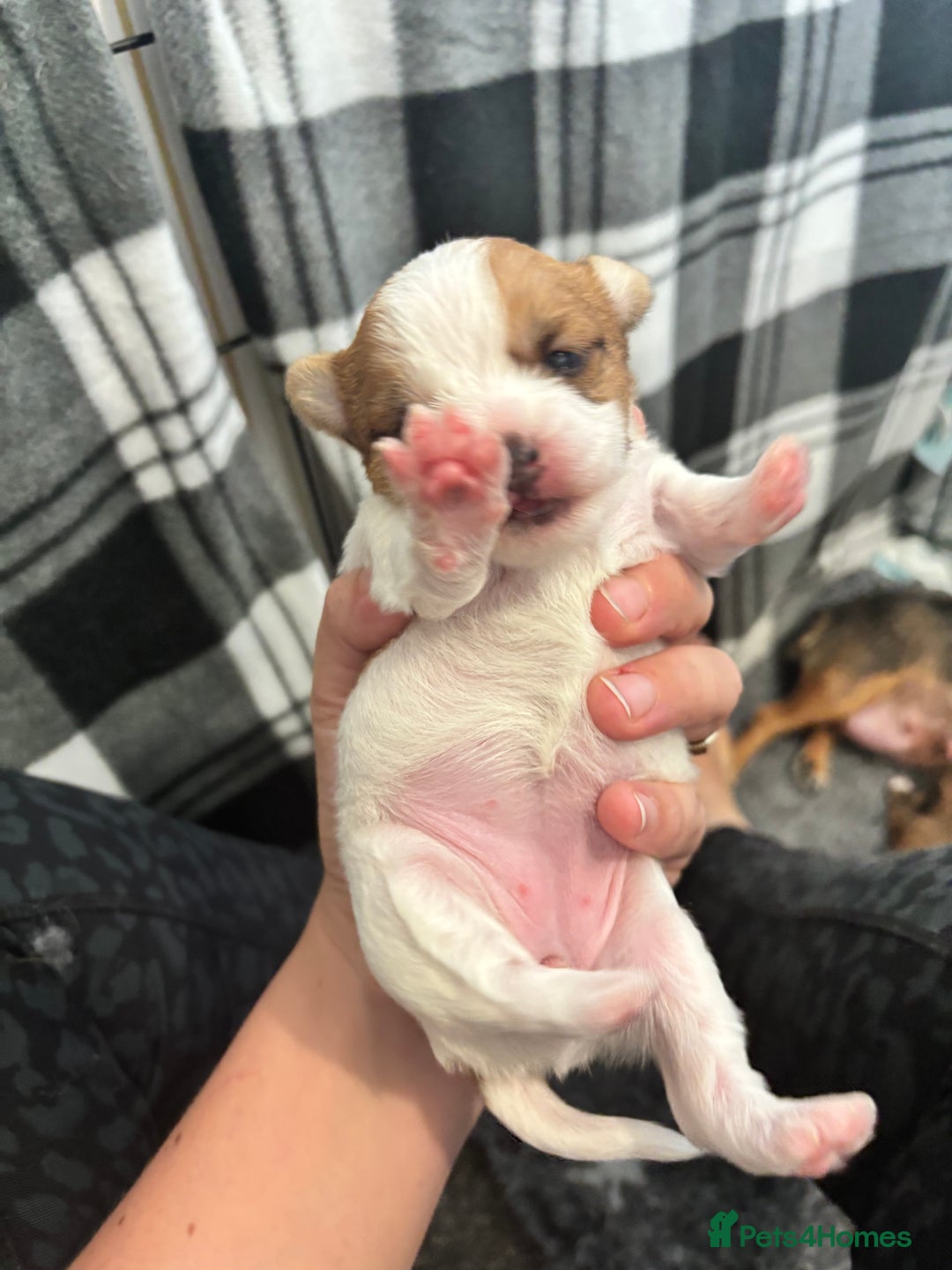 Mixed Breed dogs for sale: ✨ Chihuahua × Coton de Tulear puppies ✨ - Image 3