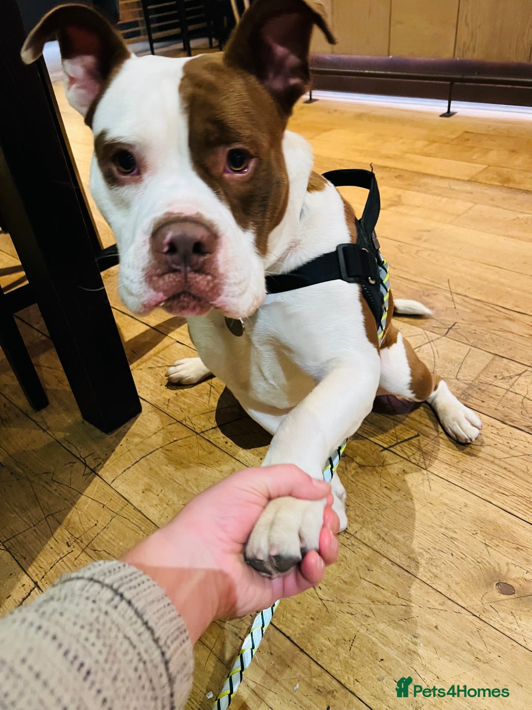 Dorset Olde Tyme Bulldogge dogs for sale: Reggie, looking for a loving family environment - Advert 6