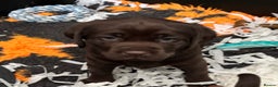 Labrador Retriever dogs for sale: Stunning Chocolate Labrador Puppies  - Advert 5