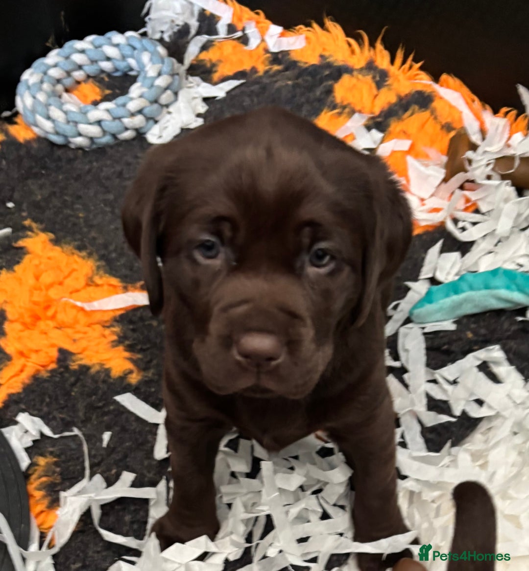 Labrador Retriever dogs for sale: Stunning Chocolate Labrador Puppies  - Advert 5