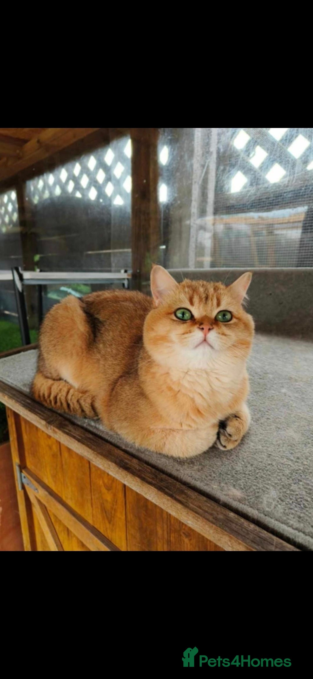 British Shorthair cats for sale: Pedigree British Short-hair kittens  - Image 9