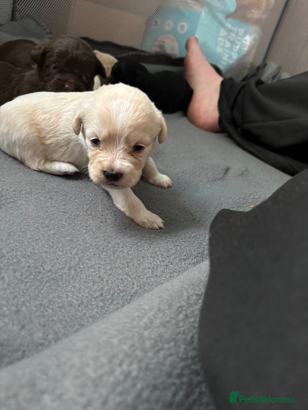 Mixed Breed dogs for sale: Shih Tzu x Labradoodle puppies - Image 6