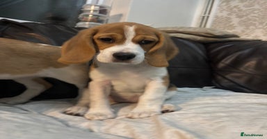 Beagle dogs in Sidcup - Advert 15