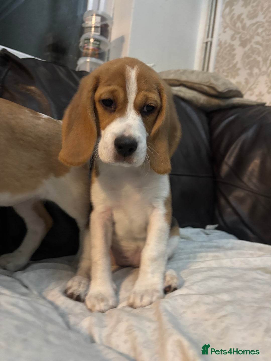 Beagle dogs for sale: 2 stunning Beagle Puppies, ready now in Sidcup - Image 3